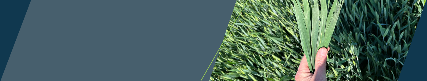 Hånd der holder en buket hvedeblade